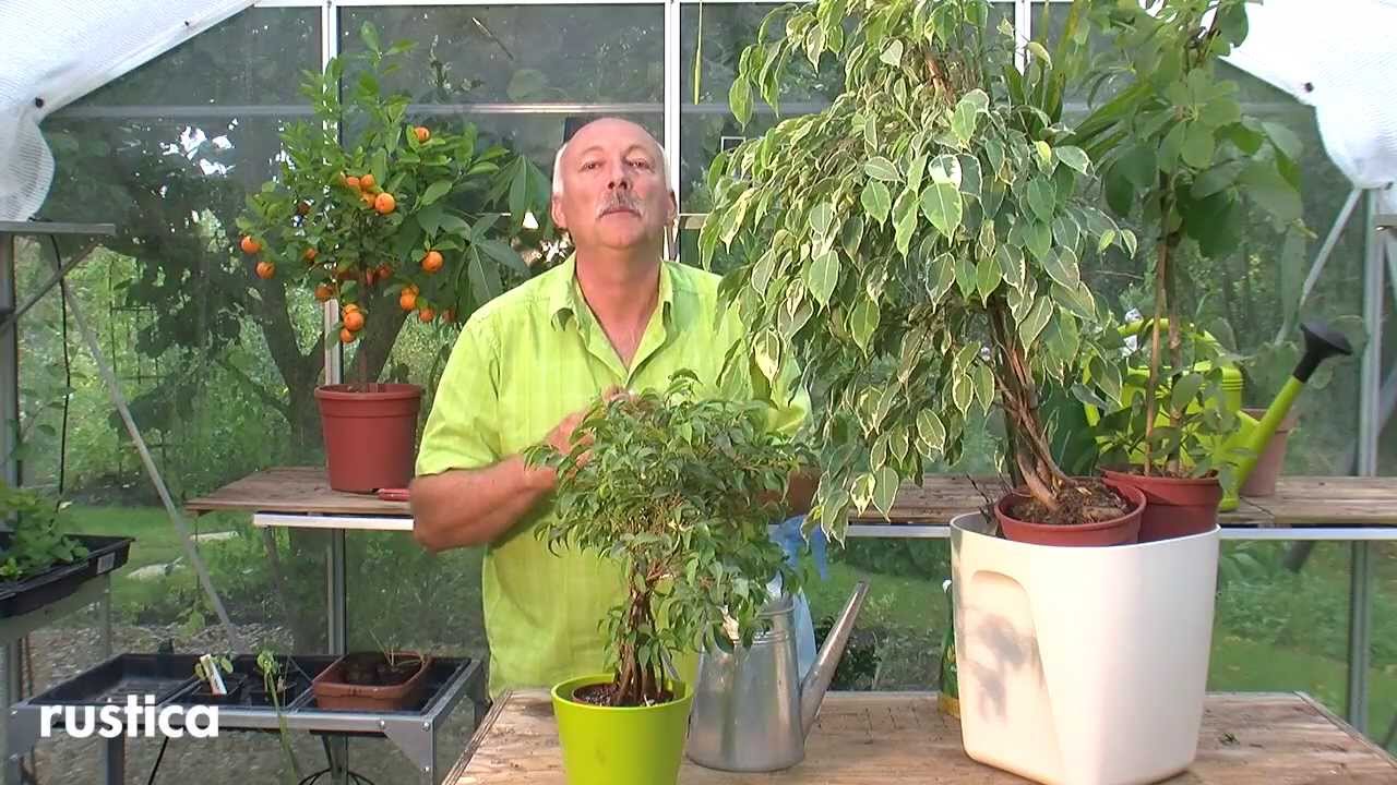 Entretenir les ficus benjamina