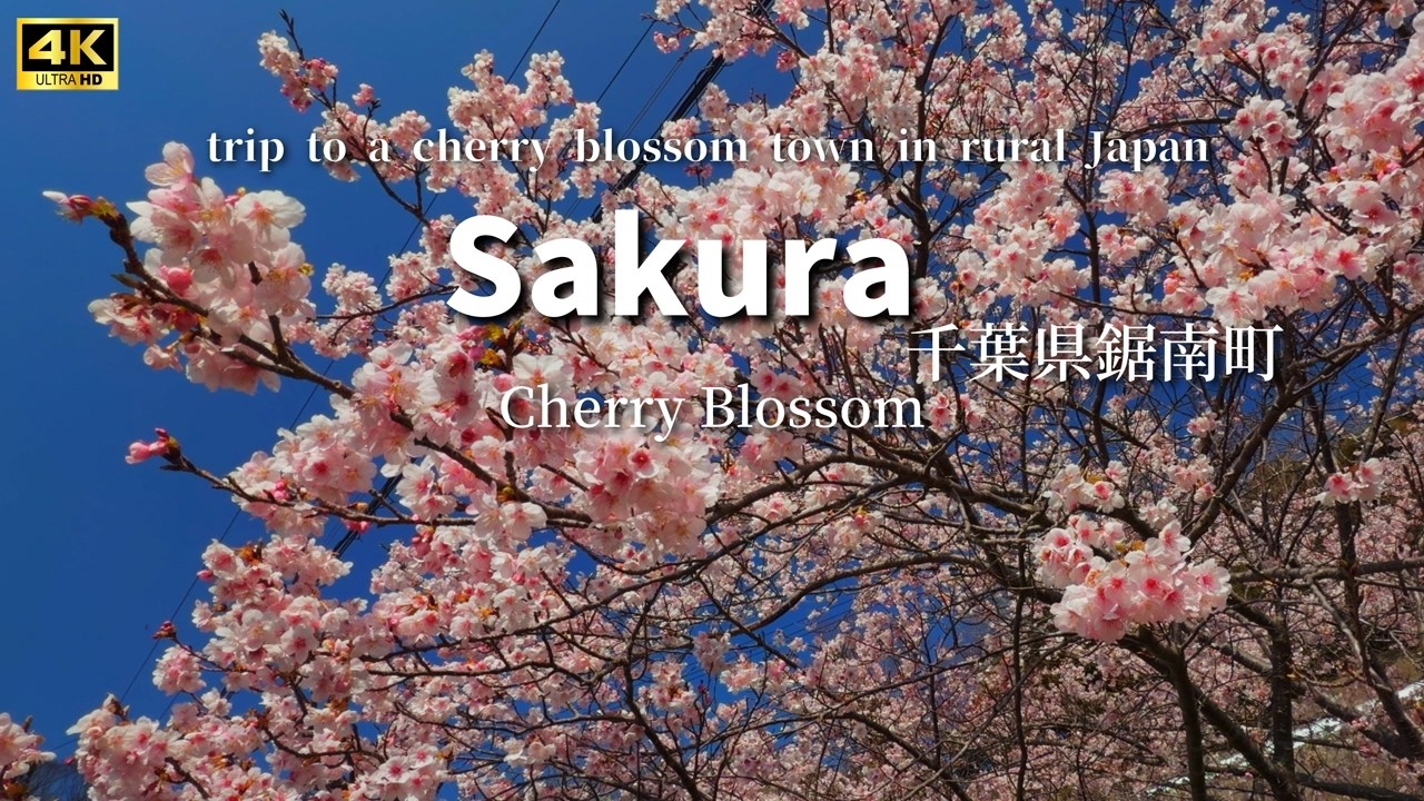 【頼朝桜（河津桜）と大漁桜】満開の河津桜！春の絶景スポット｜千葉県房総Vlog＃河津桜＃頼朝桜＃鋸南町#japantravel #cherryblossom#chiba