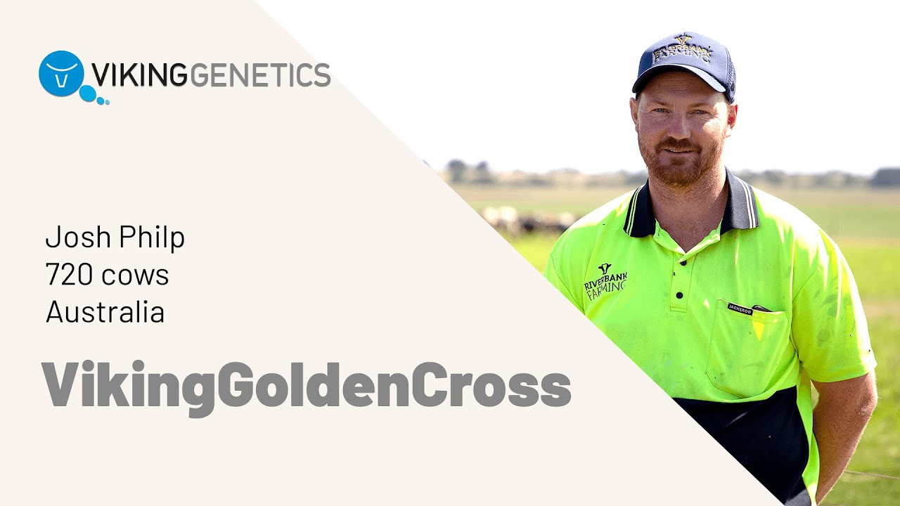 Josh Philp VikingGoldenCross herd in Australia