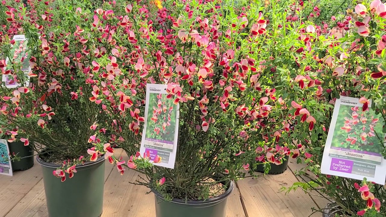 Cytisus 'Jessica' (Hybrid Broom) // EYE-CATCHING, Easy to Grow Shrub for Well-drained Spots