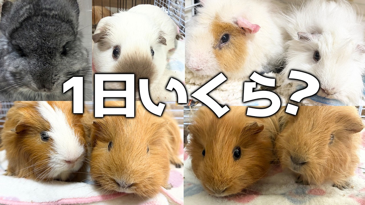 多頭飼いって1日いくら？リアルな飼育費を全部出します