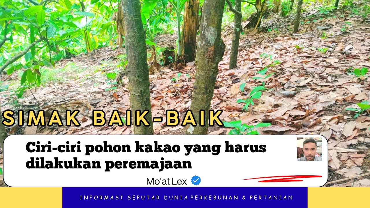 Simak baik-baik, Alasan tidak bisa mempertahankan kakao tua