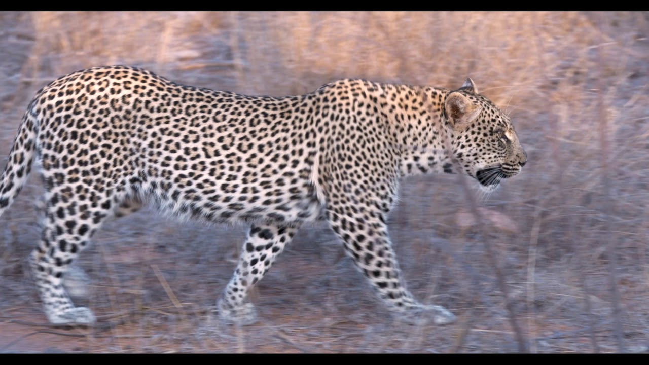 Bateleaur Safari Camp experience
