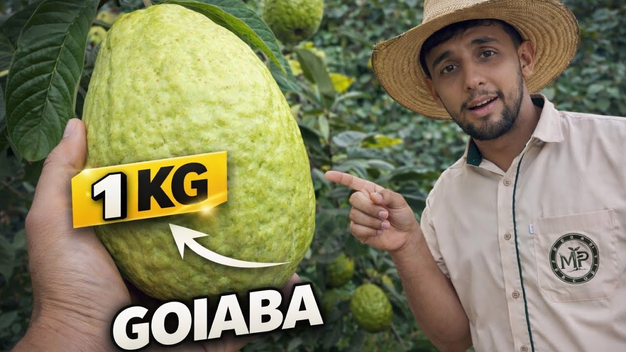O SEGREDO para produzir GOIABA de 1 KG