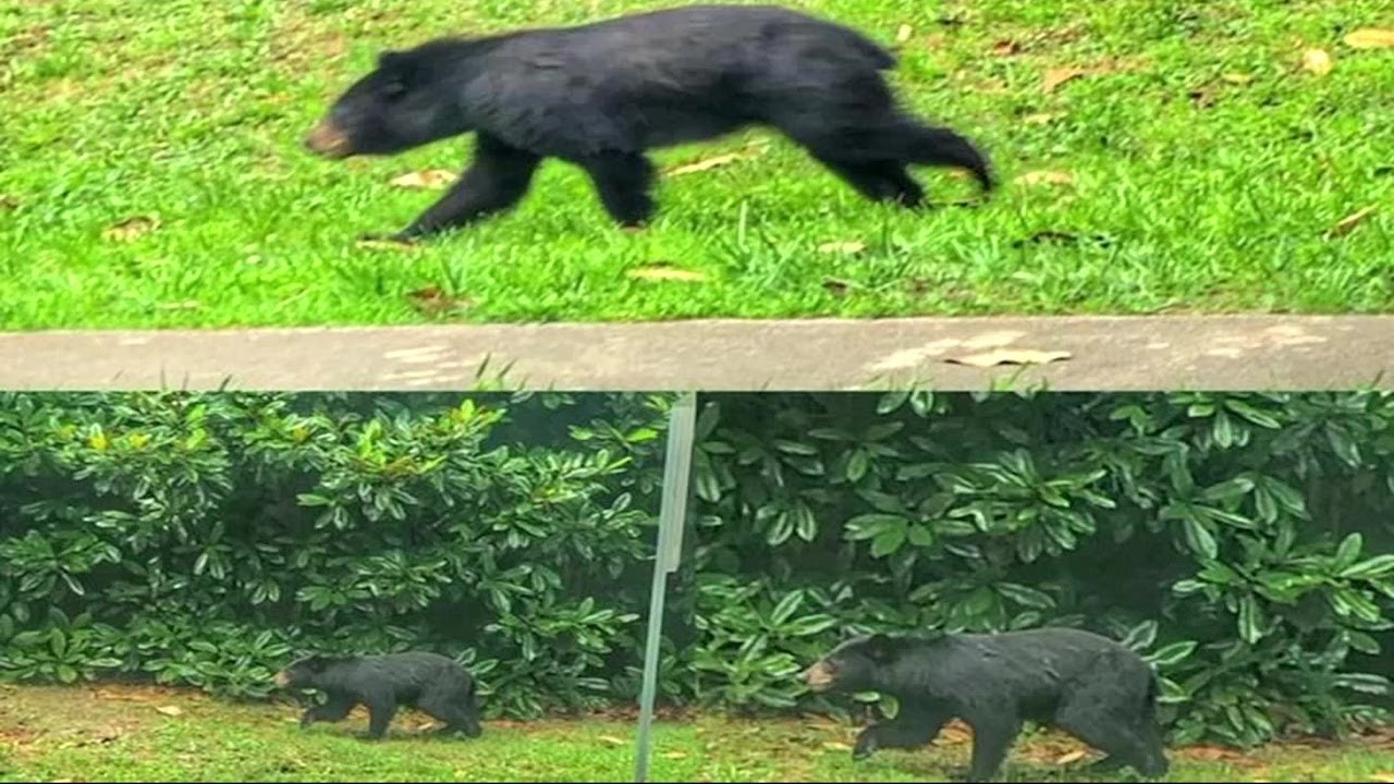 Black bear spotted in Gwinnett County