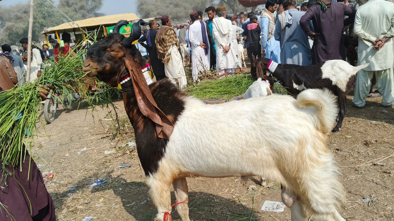 bakra mandi hala | latest update  | patari goat  | date 24/11/2025