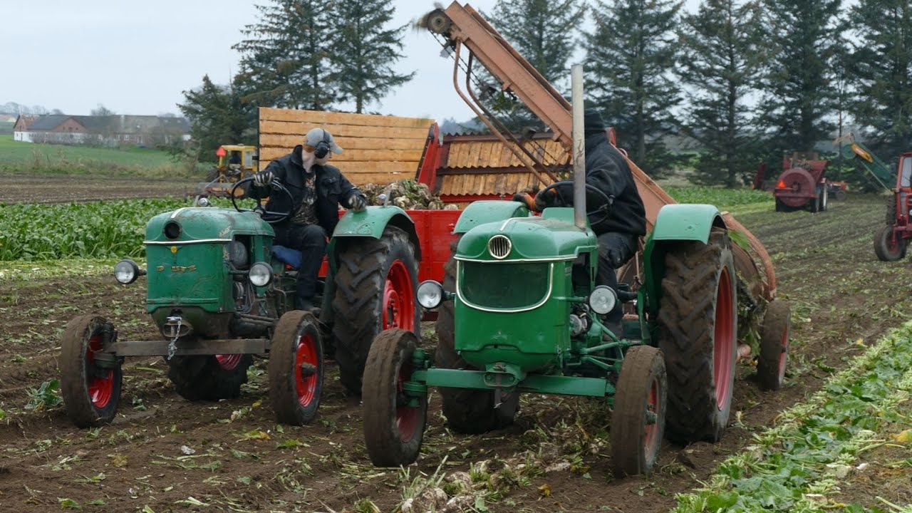 DEUTZ D40 05 & DEUTZ D30 During Sugar Beet Harvest 2024 - Zuckerrübenernte 2024