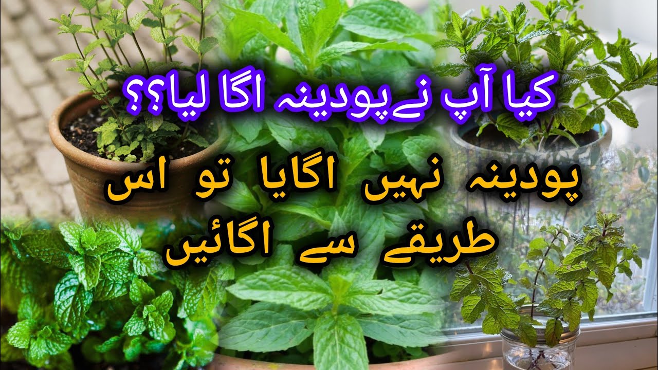 How To Grow Mint | Mint Growing Season Start | Tokri mai kesy Podina Ugayn 