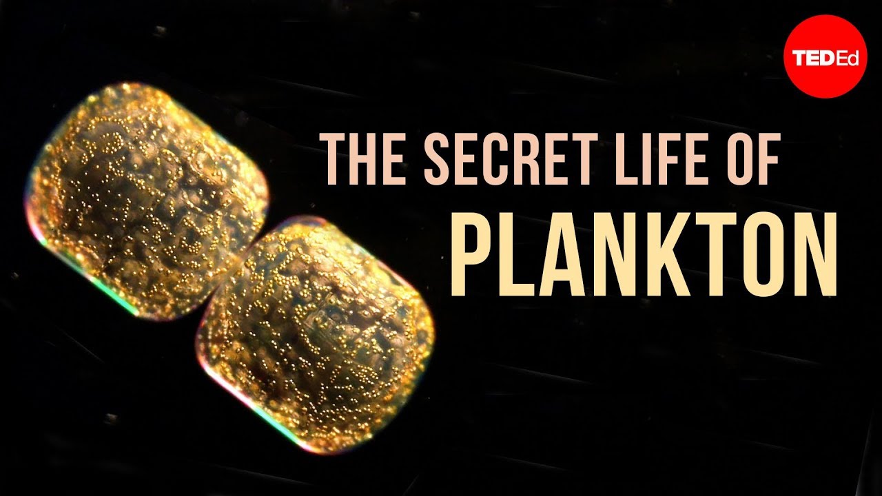 The Secret Life of Plankton