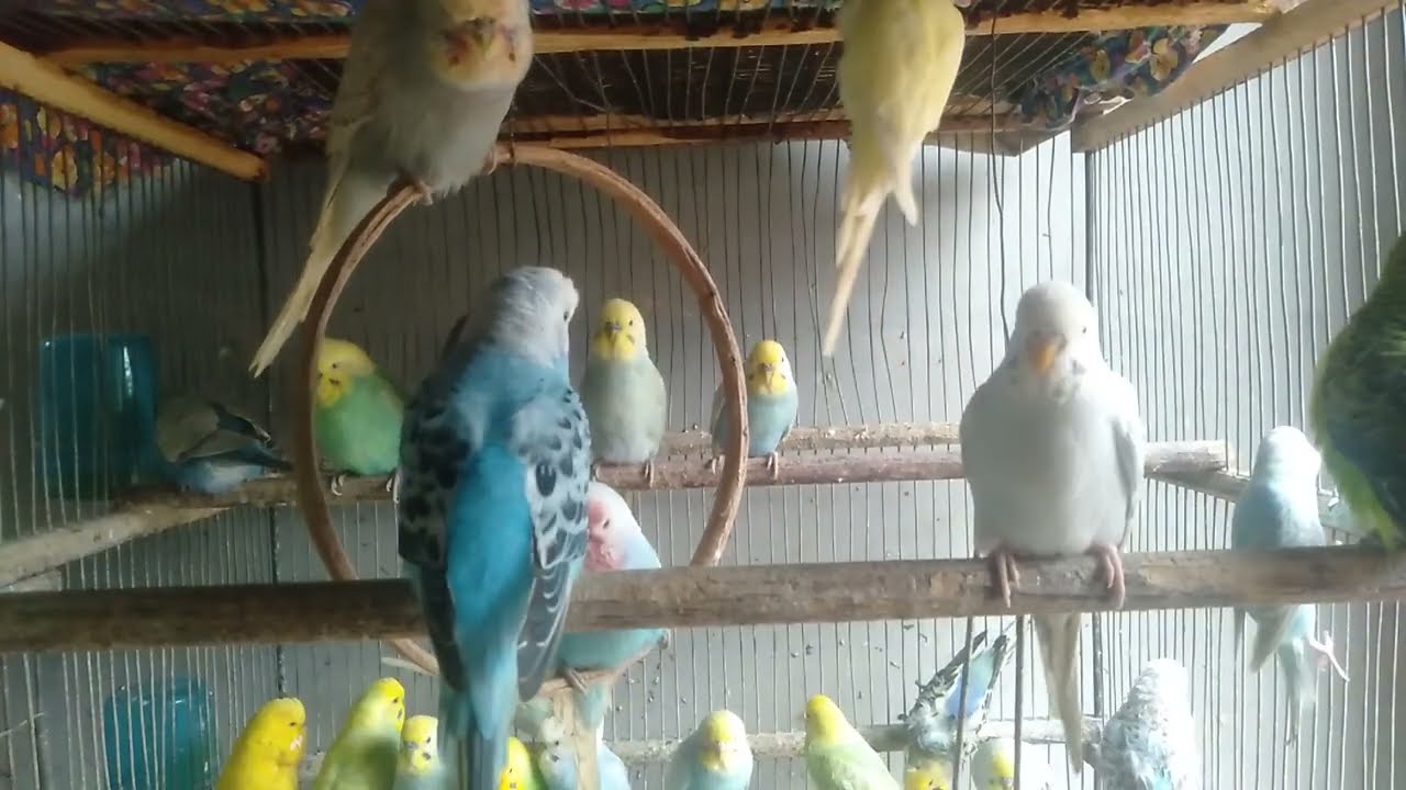 🛍️ ダイソー セリアで揃う インコが幸せになる生活術