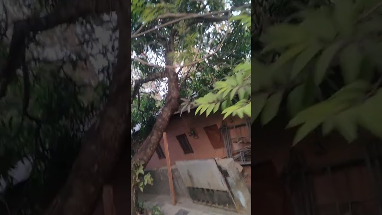 എന്റെ വീട്ടിലെ ഫ്രൂട്സ് മരങ്ങൾ 