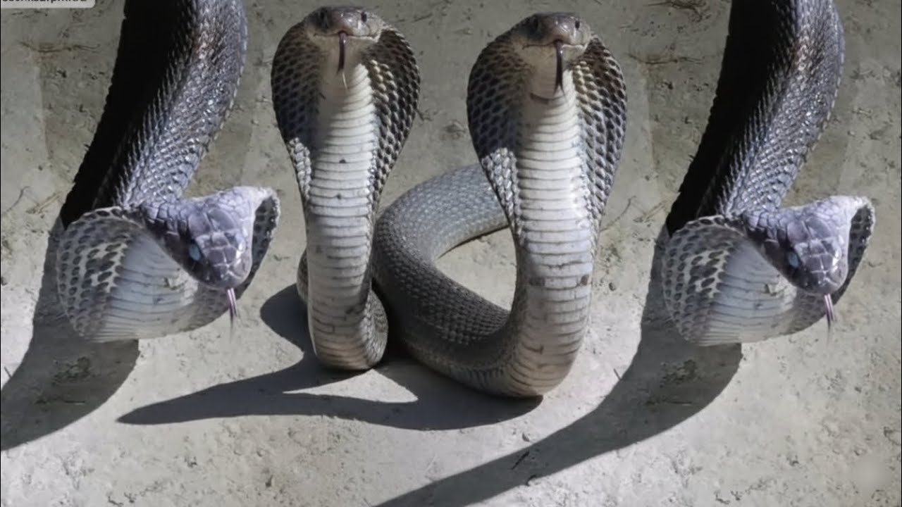 इच्छाधारी नाग नागिन का जोड़ा रेस्क्यू किया 😱 | two big cobra rescue 