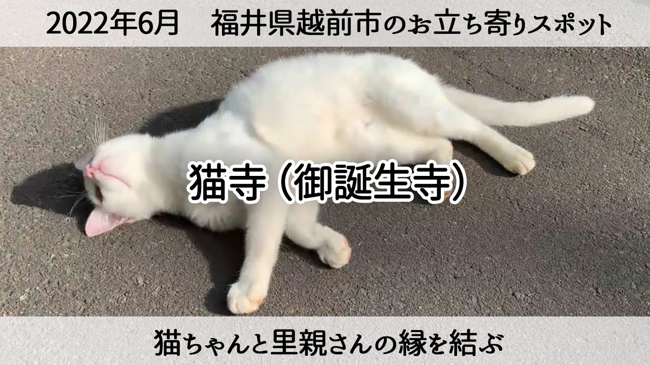 福井の猫寺「御誕生寺」は里親さんと猫ちゃんの縁を結ぶ　福井県越前市
