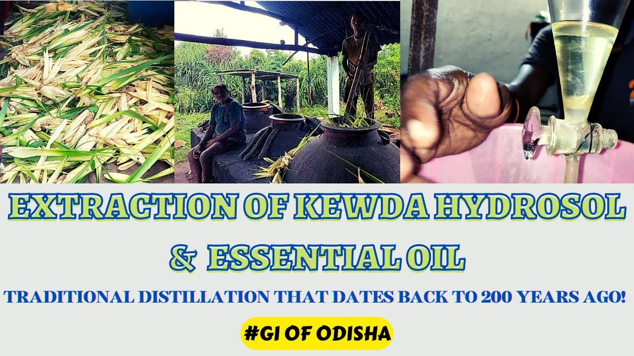 #Hydrosol Distillation Traditional #మొగలిపువ్వు #தாழம்பூ #ಕೇದಗಿ #केवड़ा #କେତକୀ ଫୁଲ #Screwpine #Ruh