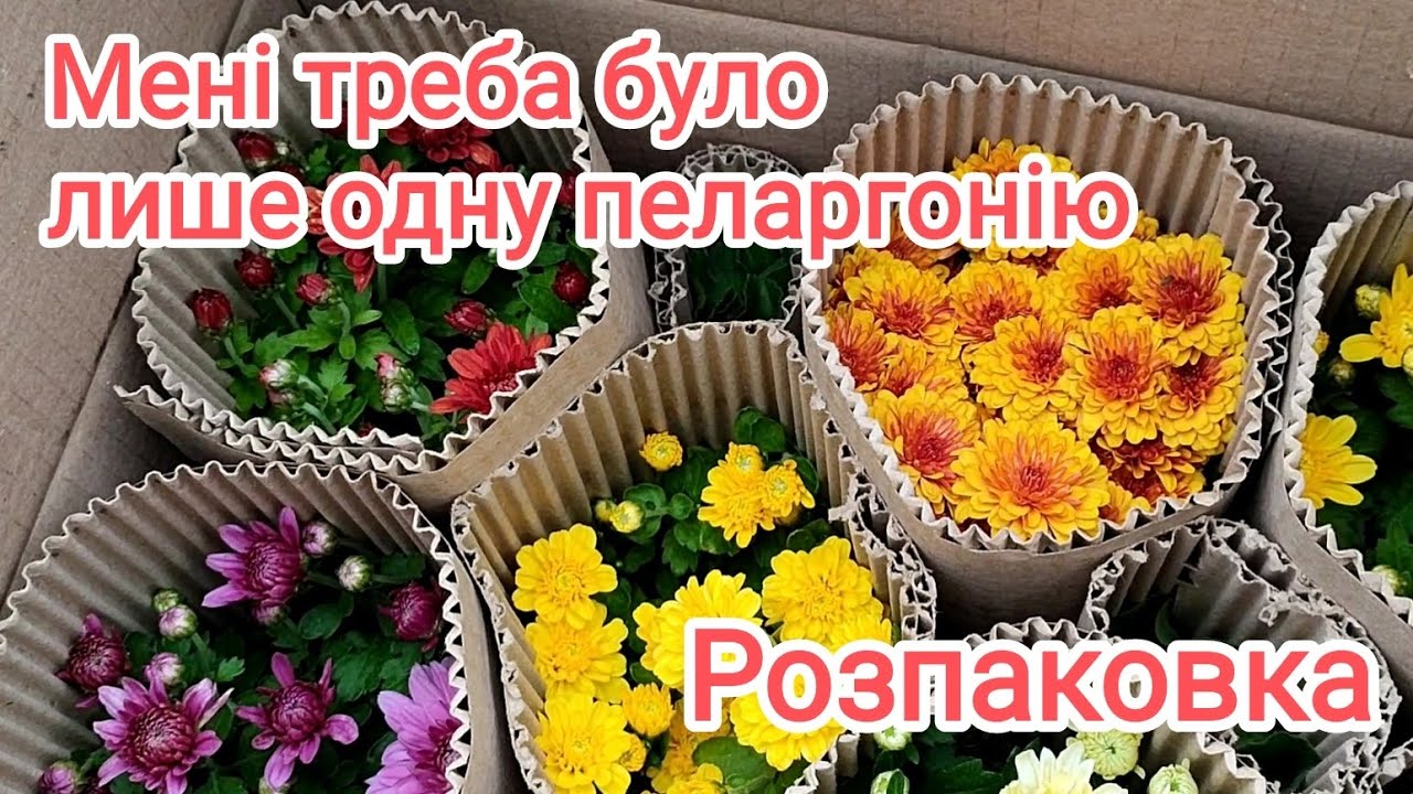 Розпаковка з Інтернет-магазину KvitkaDnepr