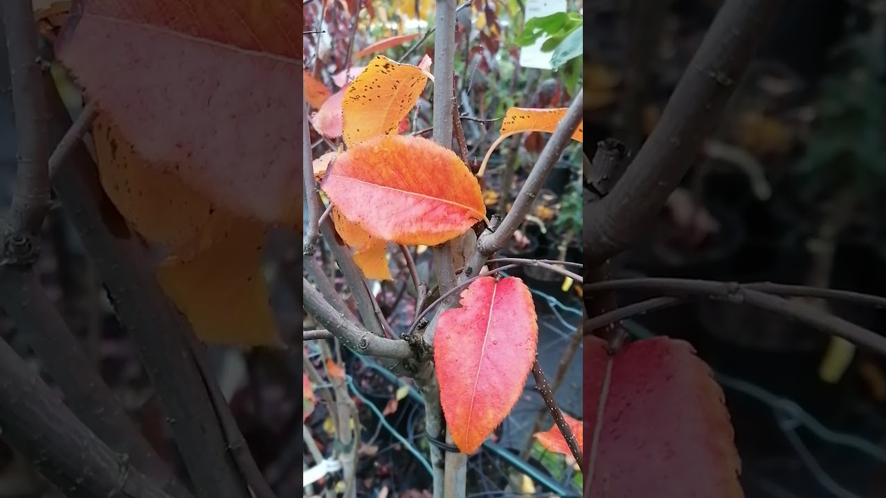 Obstpflanzen als Zierpflanzen?
