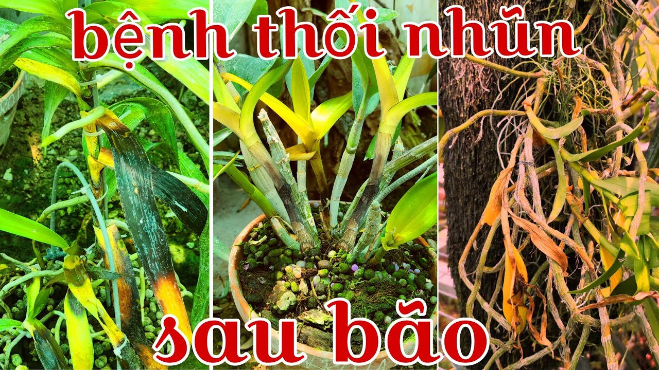 Bệnh thối nhũn b&ugrave;ng ph&aacute;t sau mưa b&atilde;o v&agrave; c&aacute;ch ph&ograve;ng bệnh hiệu quả | phong lan rừng pv