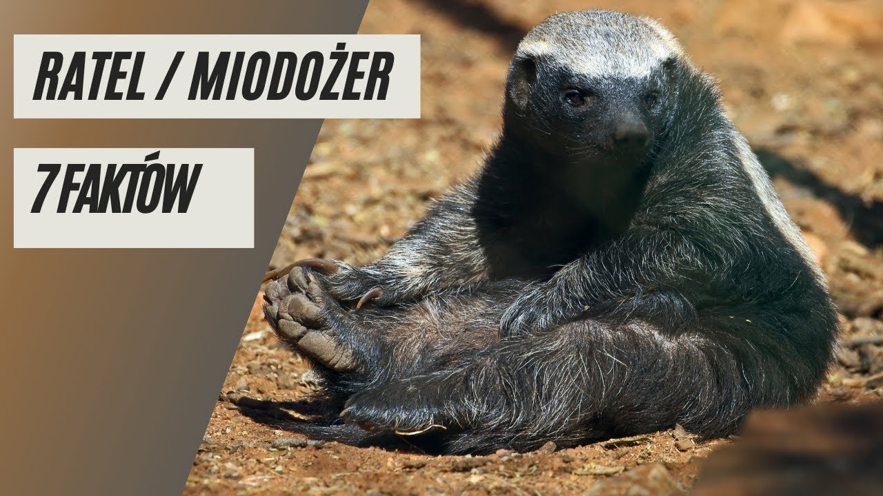 7 fakt&oacute;w - Ratel/miodożer Gangster wśr&oacute;d zwierząt?