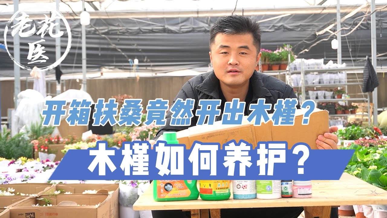 【开箱评测060】开箱尽然被骗？木槿当成扶桑来卖？木槿如何养护？Unboxing Hibiscus for 18.8RMB.
