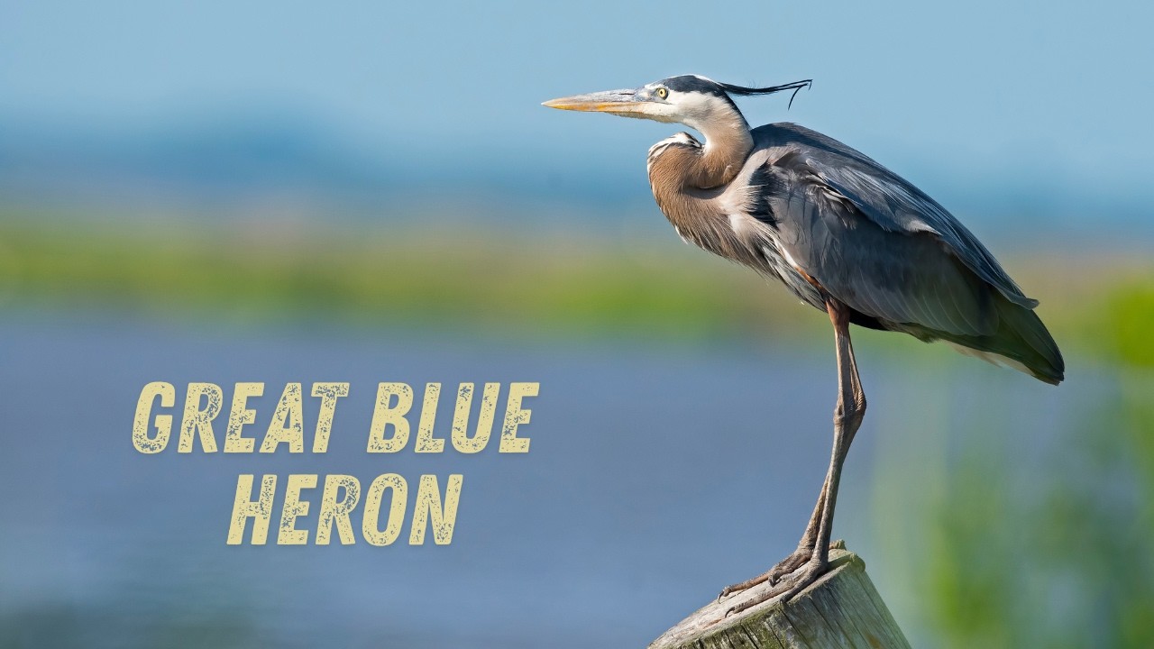 The Great Blue Heron Bird: A Living Dinosaur and Silent Predator