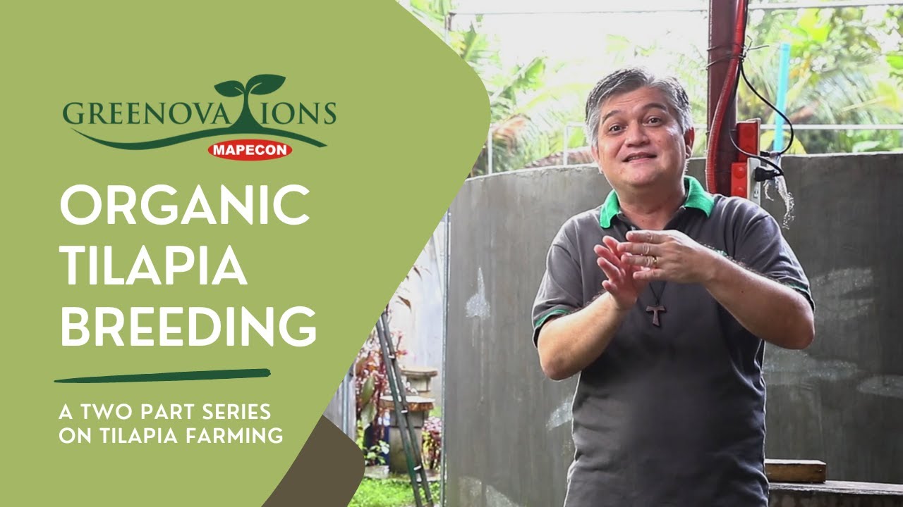ORGANIC TILAPIA BREEDING | A Two Part Series on Tilapia Farming PART 1