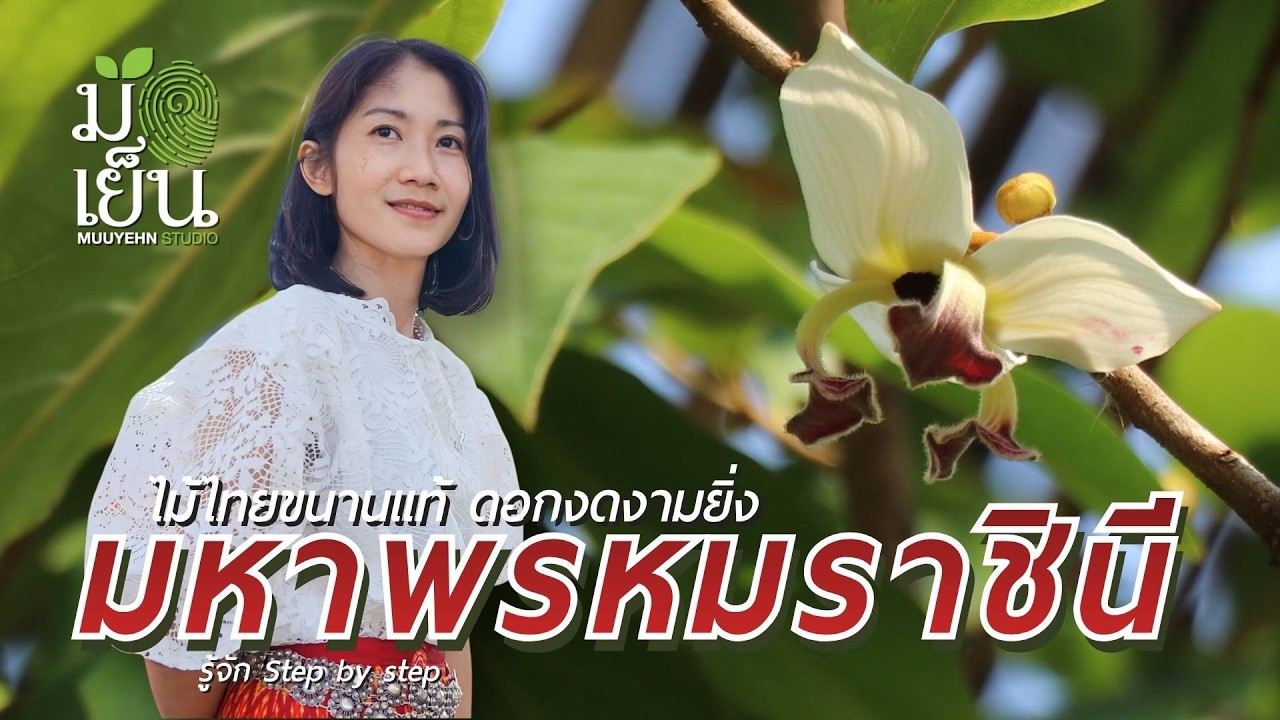 มหาพรหมราชินี ไม้ไทยขนานแท้ ดอกงดงามยิ่ง Mitrephora sirikitiae Weerasooriya