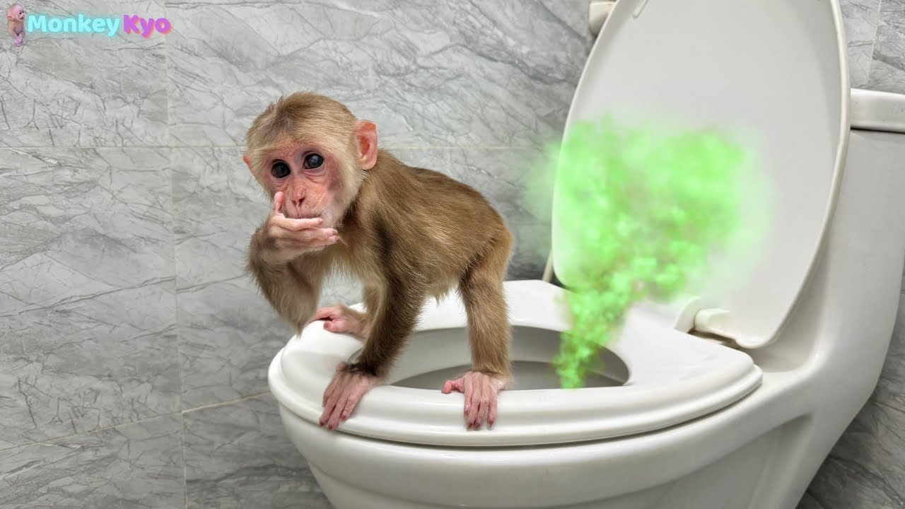 Smart Monkey Kyo &ndash; Goes to the toilet and turns on the bath water by herself!