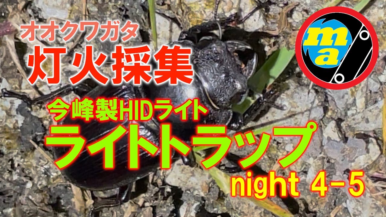 灯火採集 ライトトラップで狙うオオクワガタ！ 【今峰製HIDライト】 ここで採れると信じてマイ新産地に通い3シーズン目… やっとこの産地のオオクワガタを手に取る瞬間がきた！