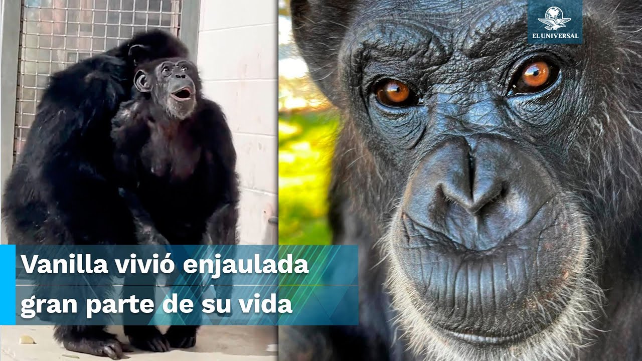¡Conmovedora reacción! Tras 28 años en un laboratorio, chimpancé ve el cielo por primera vez