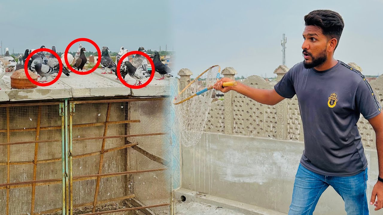 Aaj 100 kabutaro ke larai karwa kar 7 kabutaron ko paker liya 😳😱