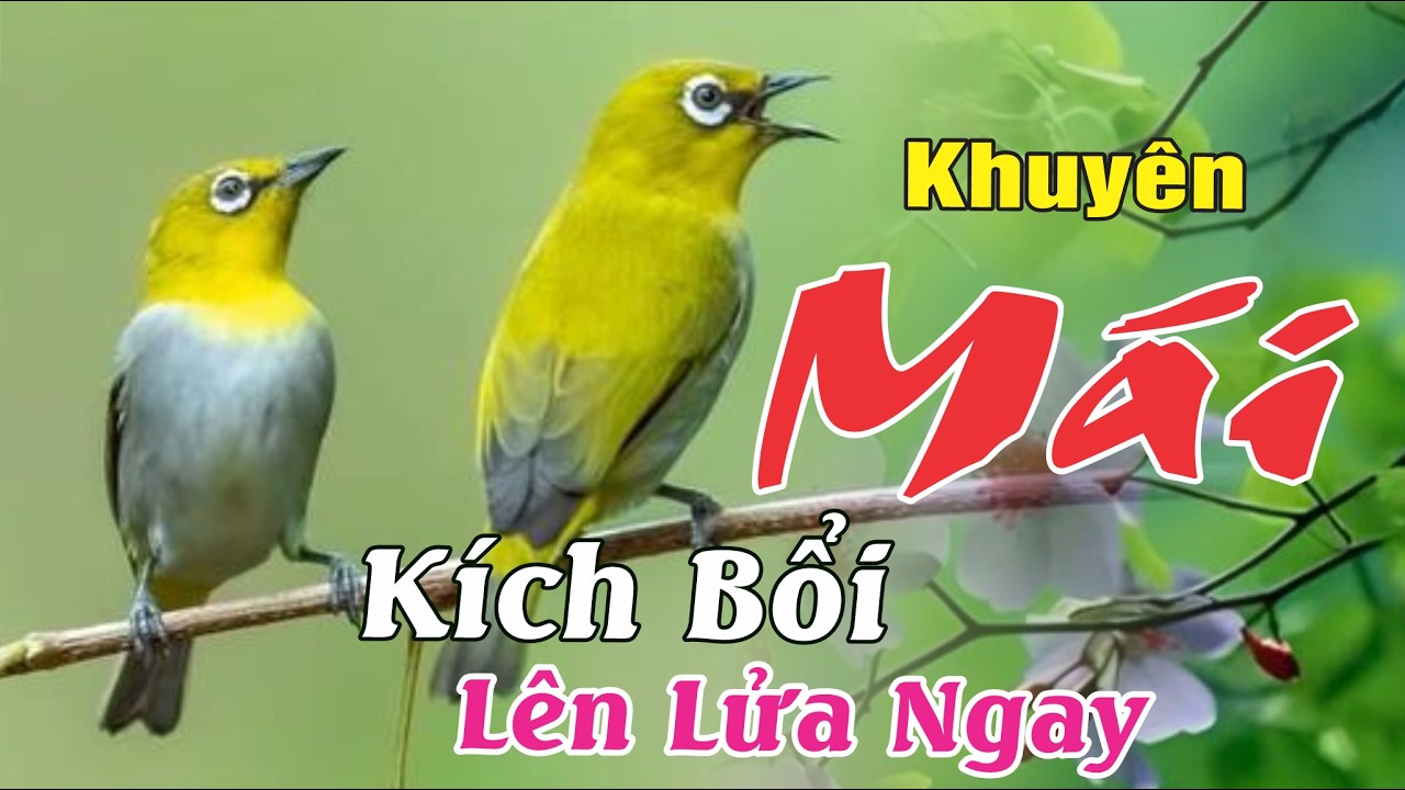 Khuyên Mái Kích Líu Siêu Nhạy - Mở lên Trống Lên Lửa Ngay
