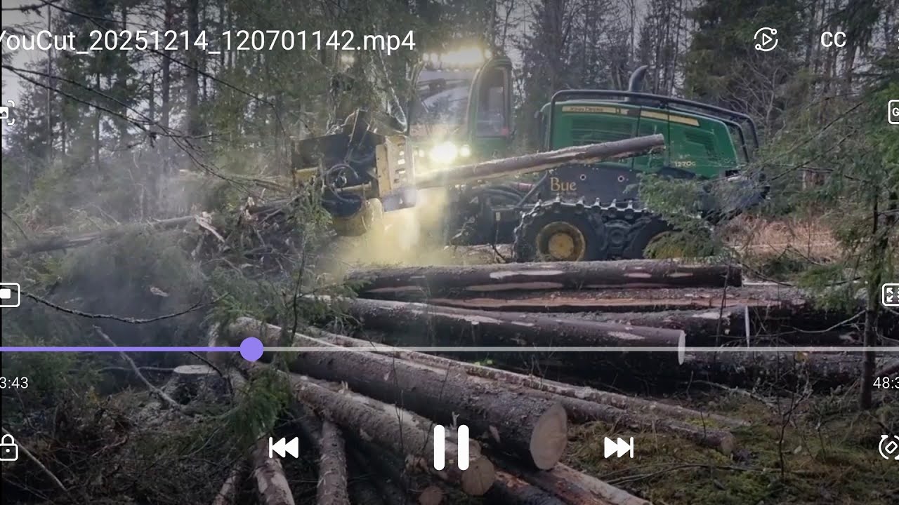 Smedjegrund i lövträdslund.