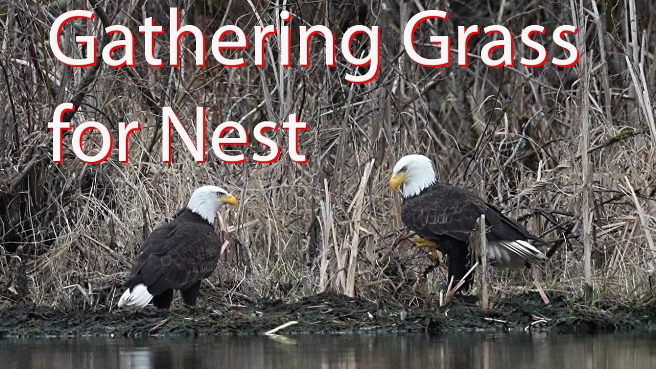 Bald eagles Maverick and Krystal gathering grass for nest.