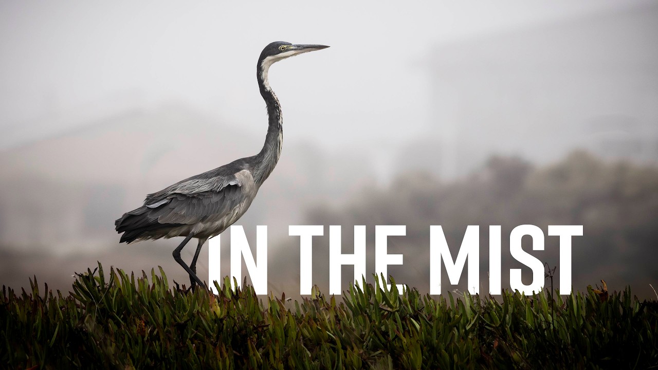 HERON IN THE MIST | The Bliss of Local Birding