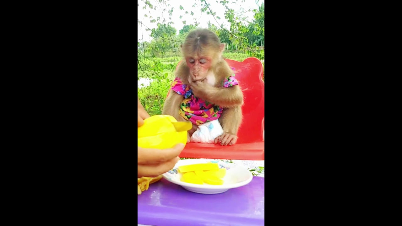 Monkey icy Eating fruit Yummy #monkey #cute #baby #livestream