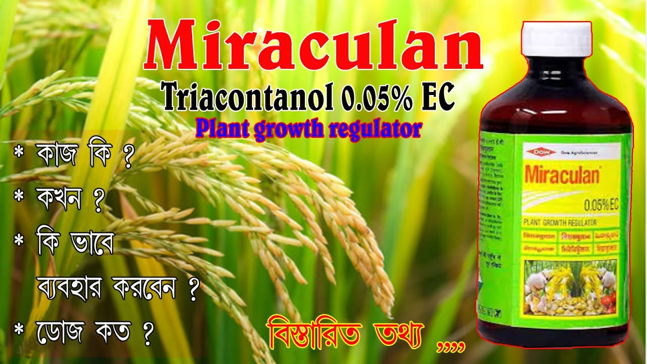 মিরাকুলান(Miraculan)কখন গাছে কতো মাত্রায়, প্রয়োগ করবেন জেনে নিন. How to use Miraculan | Best PGR