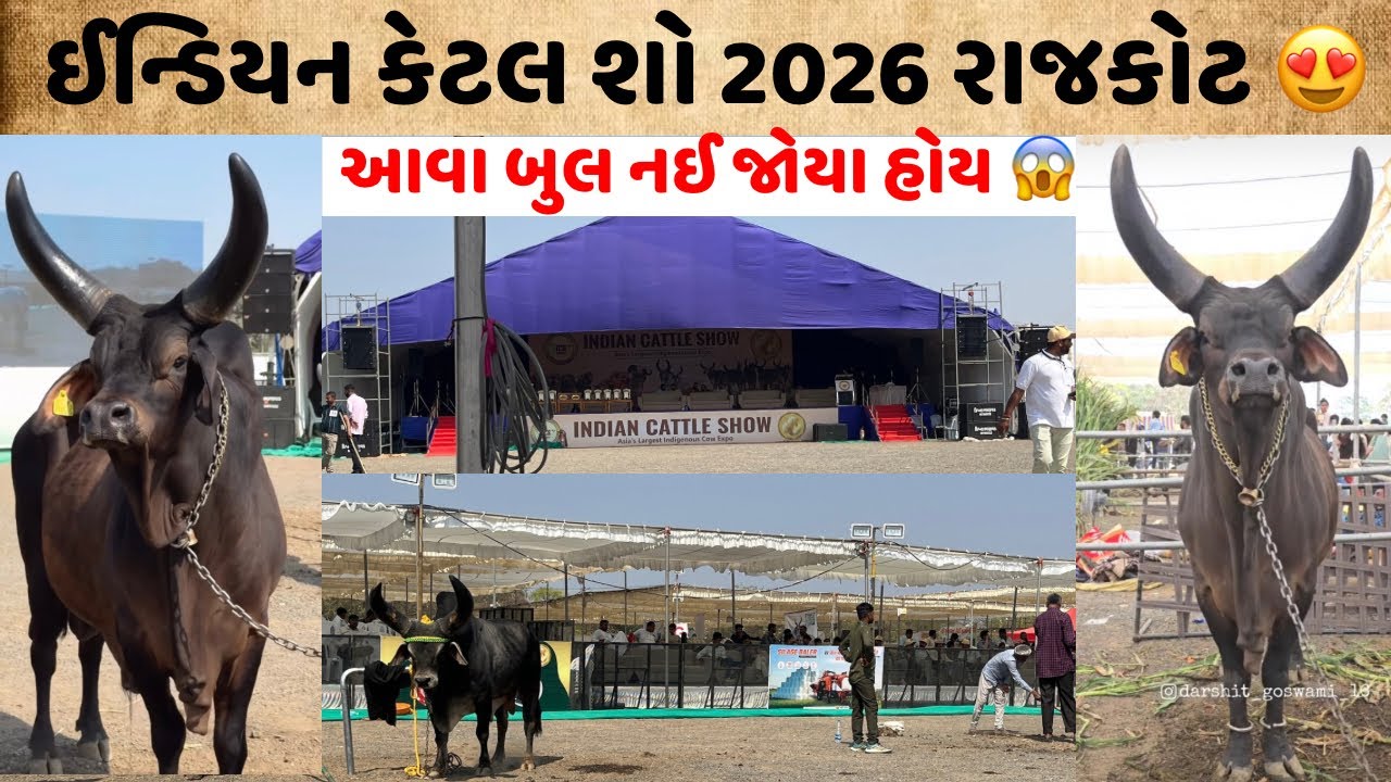 આવા બુલ નહીં જોયા હોય! 😱 | Indian Cattle Show Rajkot 2026 | 2.50 લાખ ઈનામ 🏆