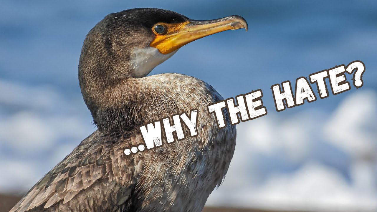 Cormorants | The World's Most Hated and Reviled Bird...Why?