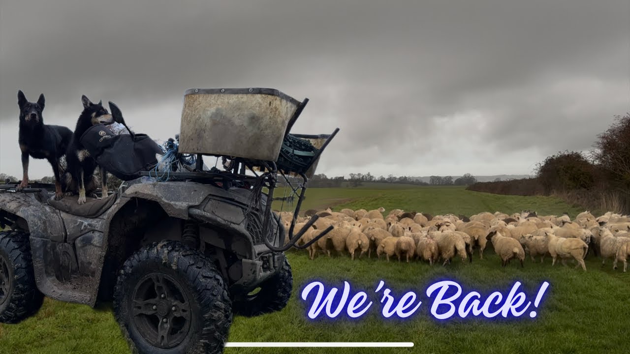 Stubborn sheep and Stubble Turnips!