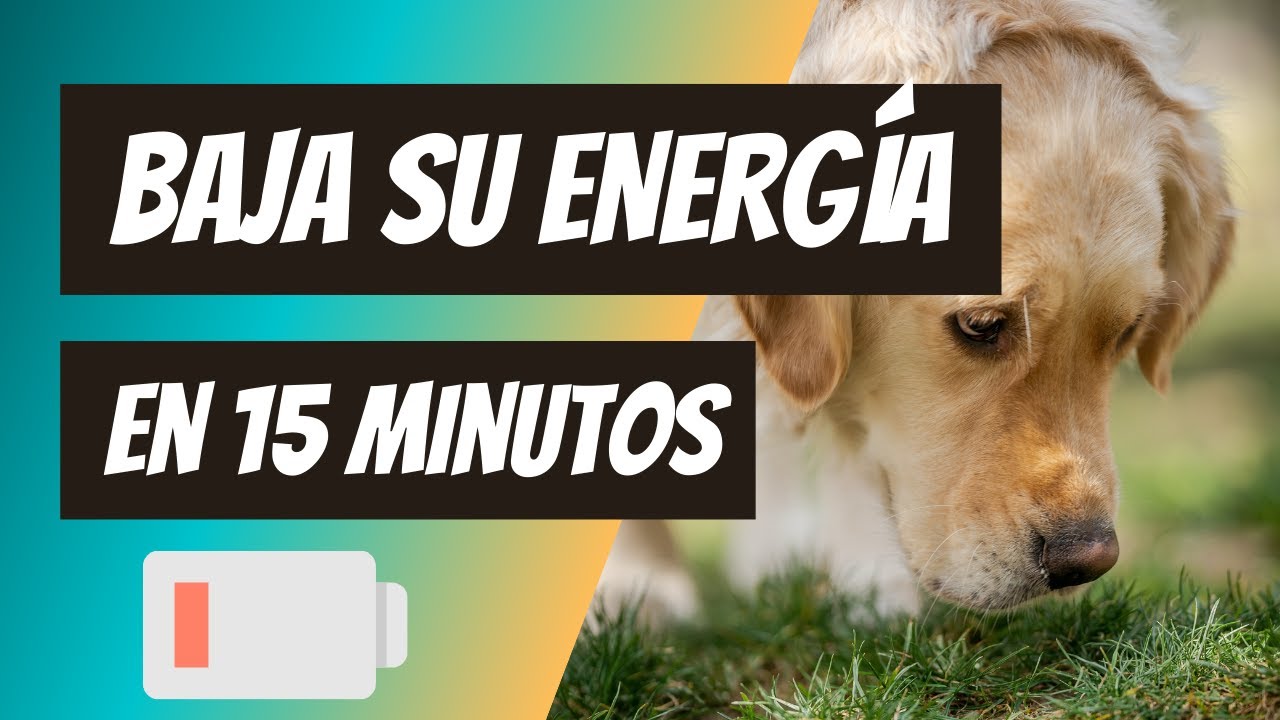 ¿Tu perro te agota? ¿Vais de paseo y él llega a casa🏠 tan fresco? Practica este juego 15 minutos