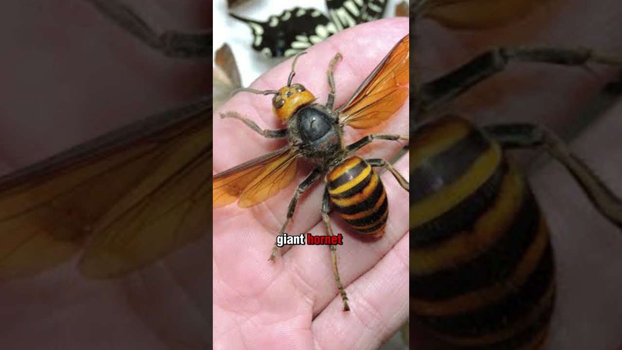 The most venomous insects on the planet 🐜☠️