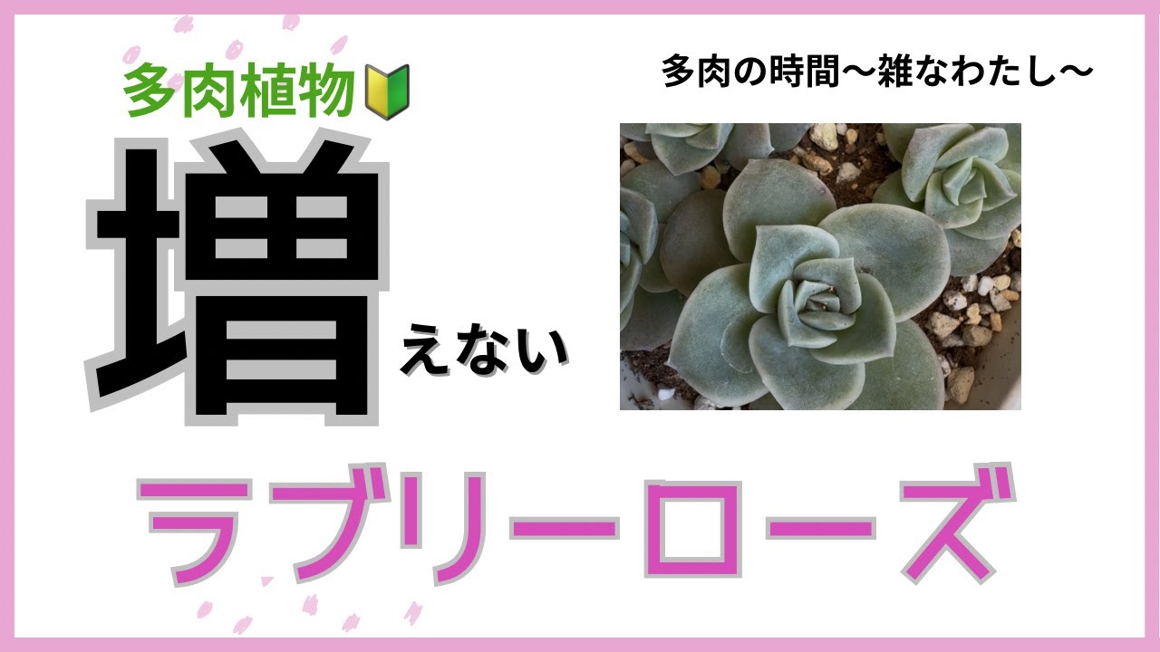 【多肉植物】　育てるのが苦手なラブリーローズ　初心者おすすめなの？