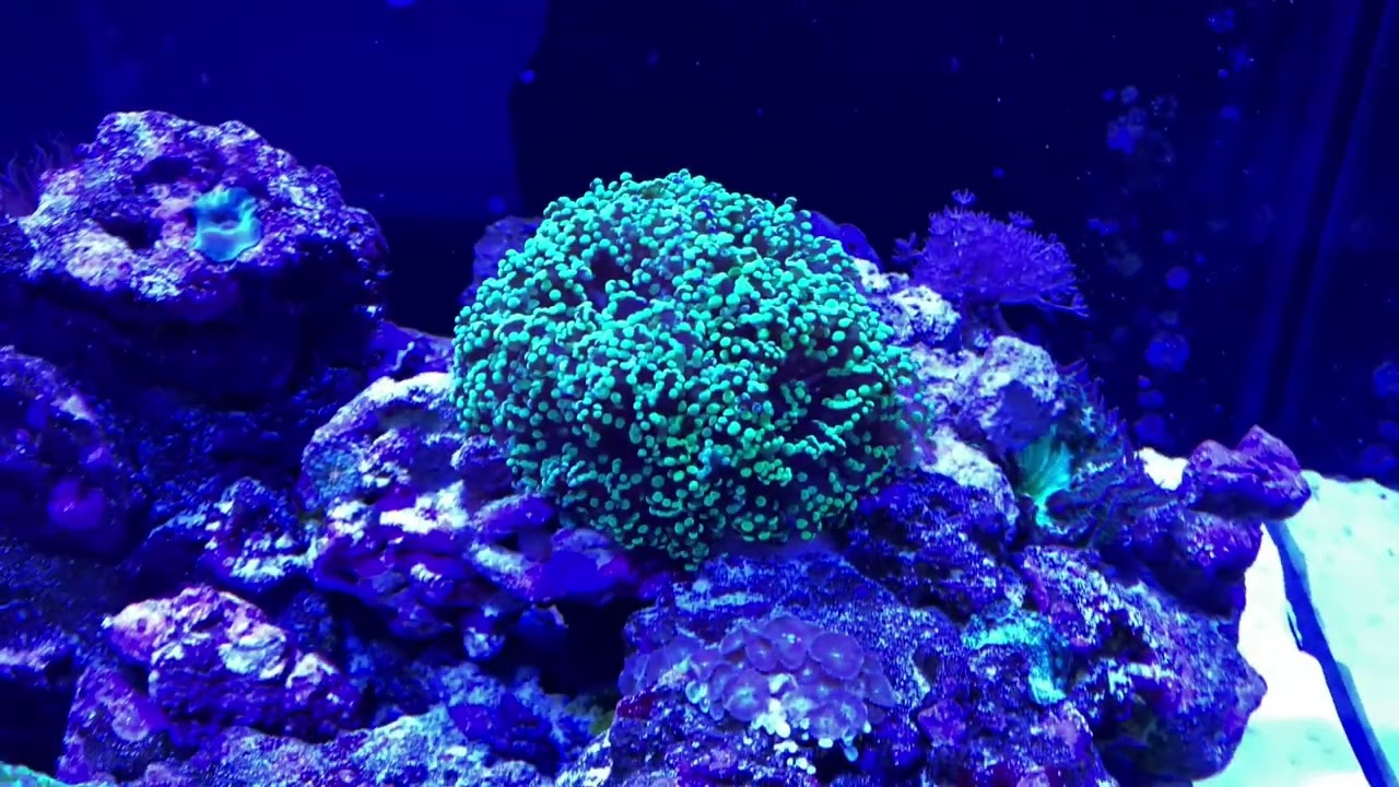 150 gallon Planet Aquariums Mega Matrix mixed reef
