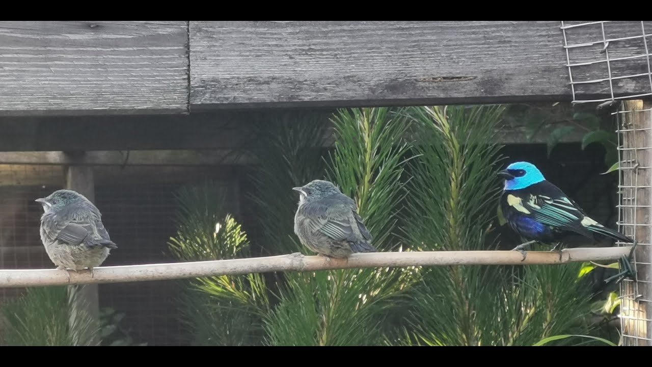 Breeding Blue-necked Tanagers 2020