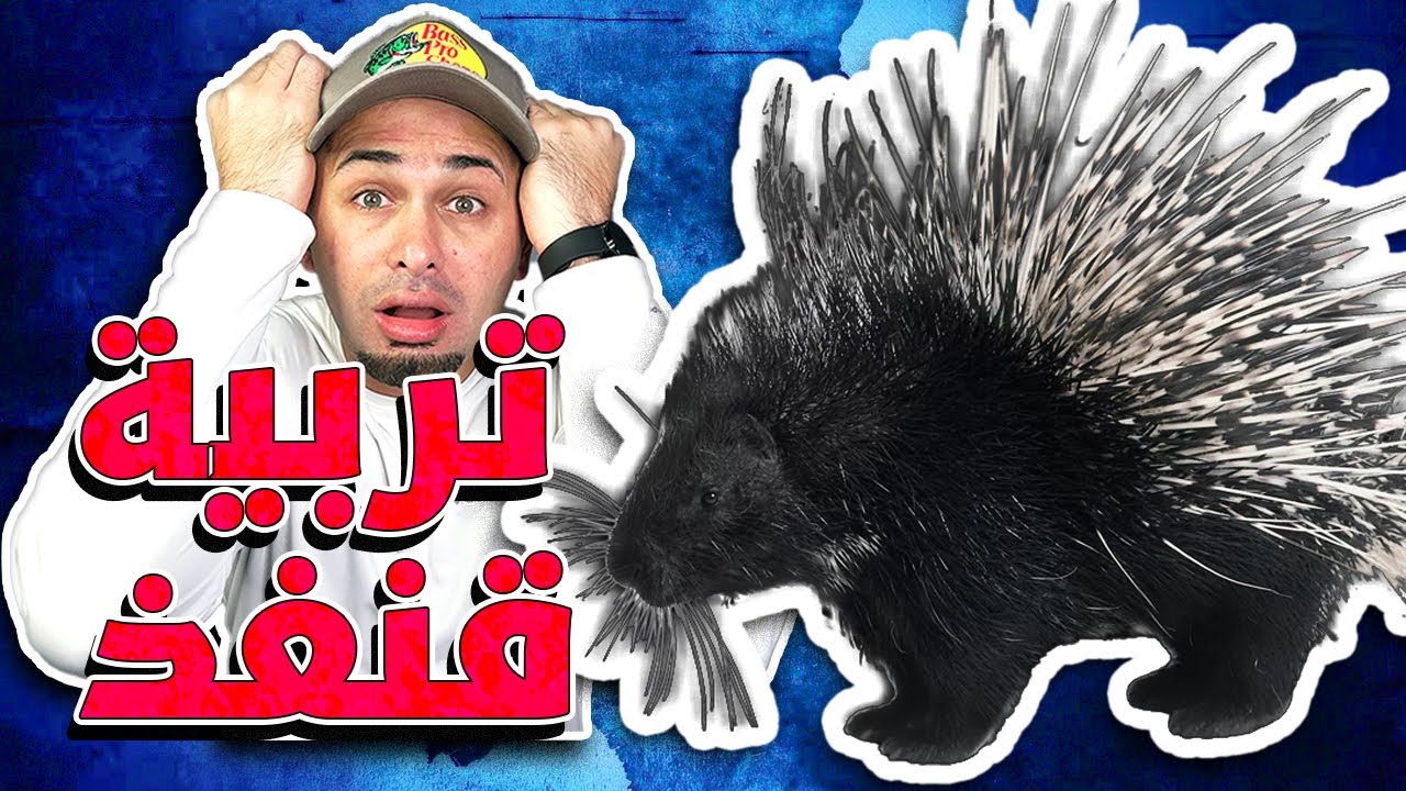 طريقة تربية قنفذ وكل شي بتحتاجه للعناية فيه - Porcupine Care Routine