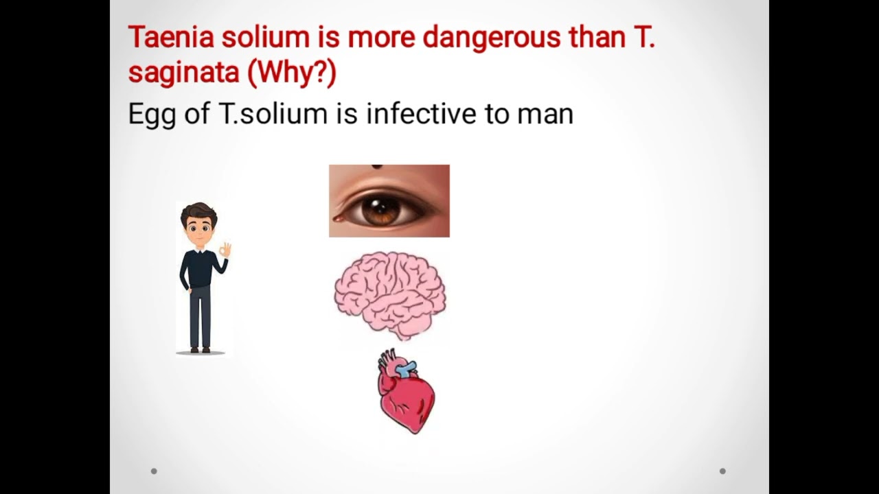 Taenia saginata (Beef tapeworm) & Taenia solium (pork tapeworm) ديدان اللحم الشريطية