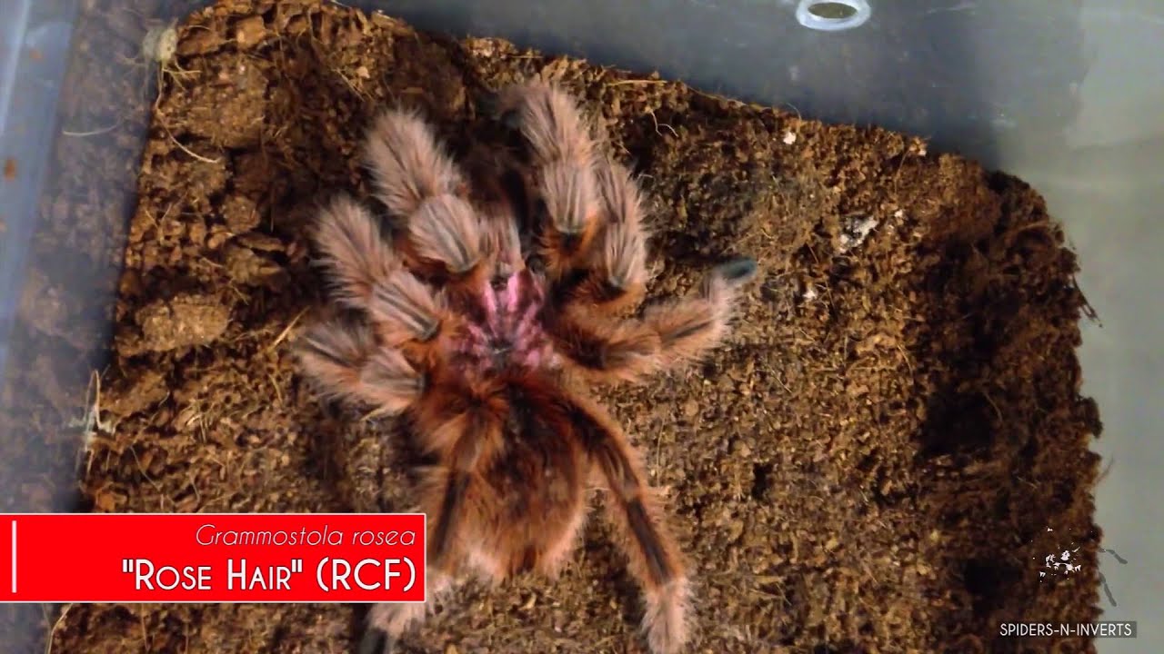 Tarantula Feeding Video: Spiders-N-Inverts #10