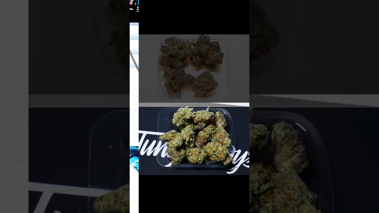 Randy&rsquo;s RETURN 🏃to Jungle Boys was a SUCCESS! See why in the new Strain Review #shorts