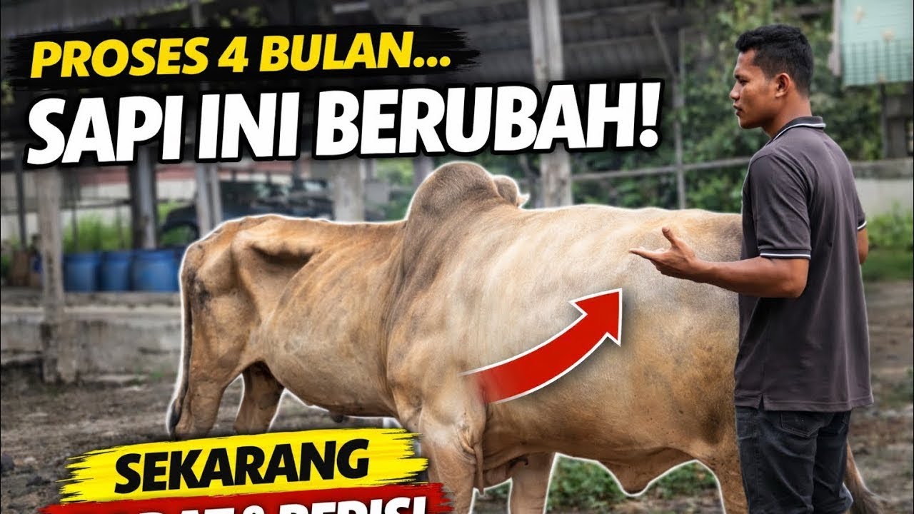 EPS 17 | Proses 4 Bulan Penggemukan Sapi: Hasilnya Sesuai Ekspektasi