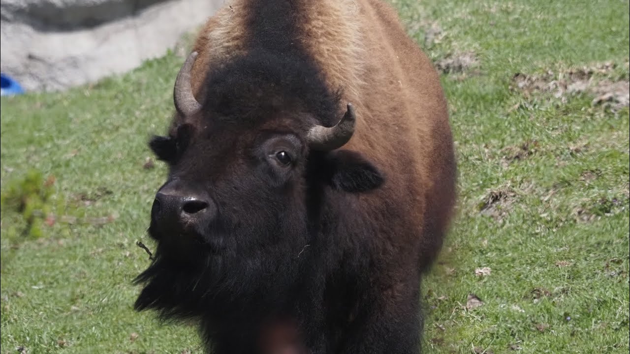 Detroit Zoo April 2025